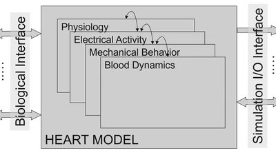 Open Source Modeling Framework for Biocomputation featured image